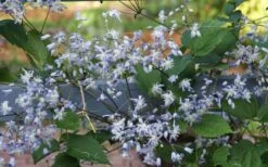 Mrs. Robert Brydon Clematis - 1 Gallon Pot -Trees And Plants clematis mrs robert brydon 11