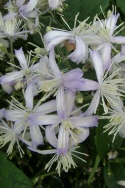 Mrs. Robert Brydon Clematis - 1 Gallon Pot -Trees And Plants clematis mrs robert brydon 3