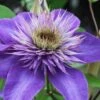 Multi Blue Clematis - 2 Gallon Pot -Trees And Plants clematis multi blue 1