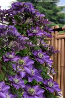 Multi Blue Clematis - 2 Gallon Pot -Trees And Plants clematis multi blue 3