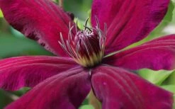 Niobe Clematis - 1 Gallon Pot -Trees And Plants clematis niobe 1