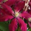 Niobe Clematis - 1 Gallon Pot -Trees And Plants clematis niobe 4