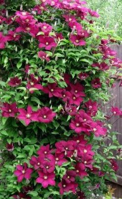 Niobe Clematis - 1 Gallon Pot -Trees And Plants clematis niobe 5