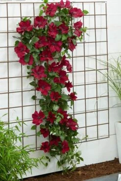 Nubia Clematis - 1 Gallon Pot -Trees And Plants clematis nubia 1