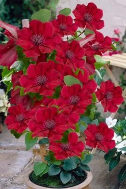 Nubia Clematis - 1 Gallon Pot -Trees And Plants clematis nubia 3