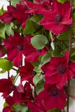 Nubia Clematis - 1 Gallon Pot -Trees And Plants clematis nubia 4