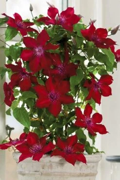 Nubia Clematis - 1 Gallon Pot -Trees And Plants clematis nubia 5