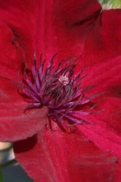 Nubia Clematis - 1 Gallon Pot -Trees And Plants clematis nubia 6