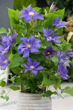Olympia Clematis - 1 Gallon Pot -Trees And Plants clematis olympia 1