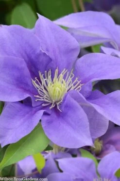 Olympia Clematis - 1 Gallon Pot -Trees And Plants clematis olympia 5