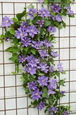 Olympia Clematis - 1 Gallon Pot -Trees And Plants clematis olympia 6