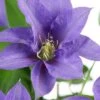 Olympia Clematis - 1 Gallon Pot -Trees And Plants clematis olympia 8