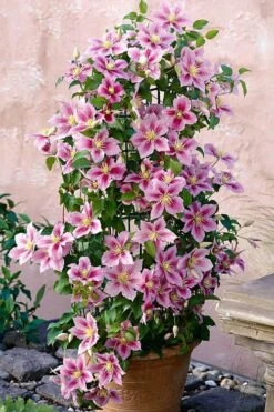 Piilu Clematis (Little Duckling) - 1 Gallon Pot -Trees And Plants clematis piilu 3