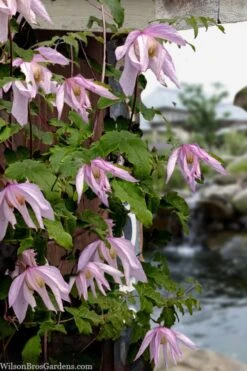 Pink Flamingo Clematis - 1 Gallon Pot -Trees And Plants clematis pink flamingo 9