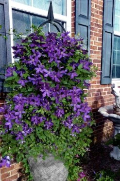 Polish Spirit Clematis - 1 Gallon Pot -Trees And Plants clematis polish spirit 10