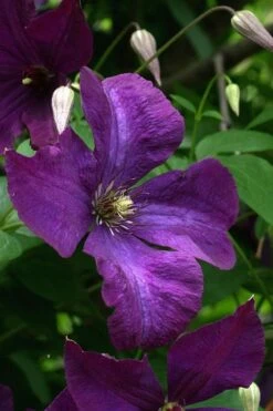 Polish Spirit Clematis - 1 Gallon Pot -Trees And Plants clematis polish spirit 2