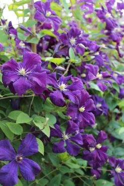 Polish Spirit Clematis - 1 Gallon Pot -Trees And Plants clematis polish spirit 6