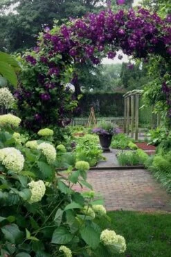 Polish Spirit Clematis - 1 Gallon Pot -Trees And Plants clematis polish spirit 7