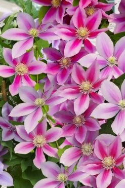 Poseidon Clematis - 1 Gallon Pot -Trees And Plants clematis poseidon 11