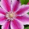 Poseidon Clematis - 1 Gallon Pot -Trees And Plants clematis poseidon 8