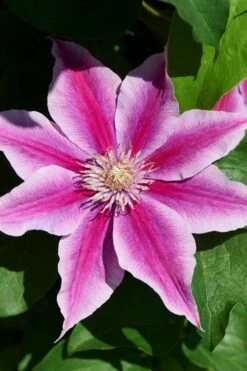 Poseidon Clematis - 1 Gallon Pot -Trees And Plants clematis poseidon 9