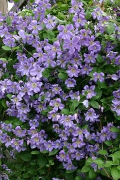 Prince Charles Clematis - 1 Gallon Pot -Trees And Plants clematis prince charles 1