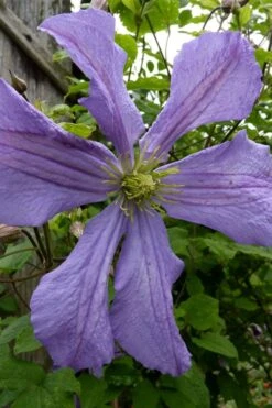 Prince Charles Clematis - 1 Gallon Pot -Trees And Plants clematis prince charles 4