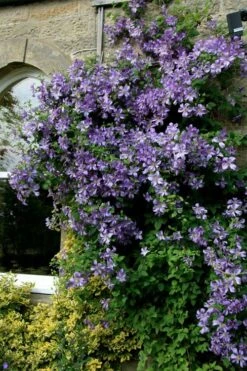 Prince Charles Clematis - 1 Gallon Pot -Trees And Plants clematis prince charles 9