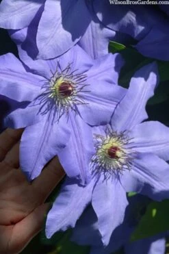 Ramona Clematis - 1 Gallon Pot -Trees And Plants clematis ramona 15