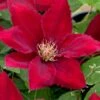 Rebecca Clematis - 1 Gallon Pot 1 Rebecca Clematis - 1 Gallon Pot -Trees And Plants clematis rebecca 11