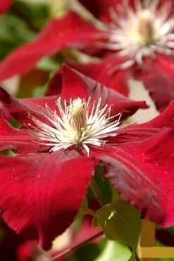 Rebecca Clematis - 1 Gallon Pot -Trees And Plants clematis rebecca 6