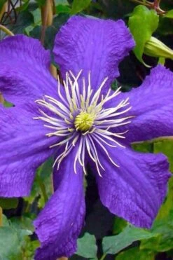 Rhapsody Clematis - 1 Gallon Pot -Trees And Plants clematis rhapsody 3