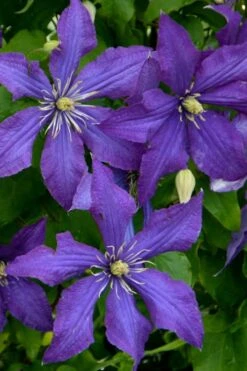 Rhapsody Clematis - 1 Gallon Pot -Trees And Plants clematis rhapsody 4