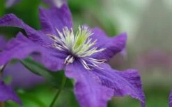 Rhapsody Clematis - 1 Gallon Pot -Trees And Plants clematis rhapsody 5