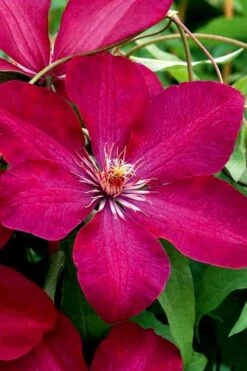 Rouge Cardinal Clematis - 1 Gallon Pot -Trees And Plants clematis rouge cardinal 3
