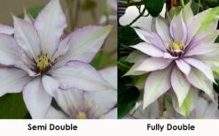 Samaritan Jo Clematis - 1 Gallon Pot -Trees And Plants clematis samaritan jo 8