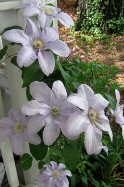 Silver Moon Clematis - 1 Gallon Pot -Trees And Plants clematis silver moon 3