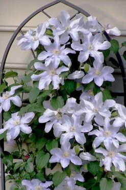 Silver Moon Clematis - 1 Gallon Pot -Trees And Plants clematis silver moon 7