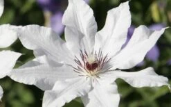 Snow Queen Clematis - 1 Gallon Pot -Trees And Plants clematis snow queen 3