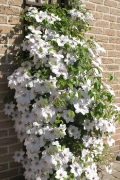 Snow Queen Clematis - 1 Gallon Pot -Trees And Plants clematis snow queen 4