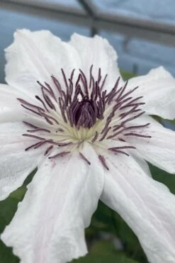 Snow Queen Clematis - 1 Gallon Pot -Trees And Plants clematis snow queen 5