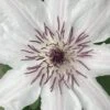 Snow Queen Clematis - 1 Gallon Pot -Trees And Plants clematis snow queen 6