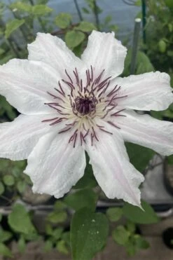 Snow Queen Clematis - 1 Gallon Pot -Trees And Plants clematis snow queen 7