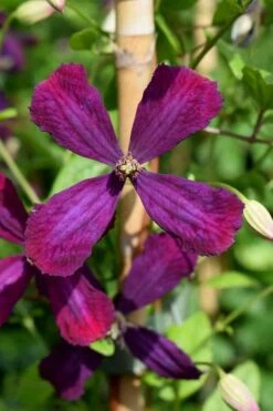 Sweet Summer Love Clematis - 1 Gallon Pot -Trees And Plants clematis sweet summer love 7