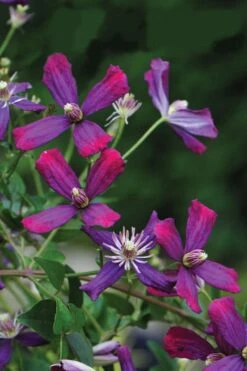 Sweet Summer Love Clematis - 1 Gallon Pot -Trees And Plants clematis sweet summer love 8