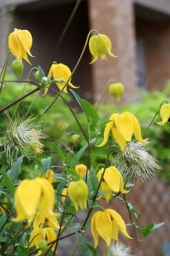 Tangutica Yellow Clematis - 1 Gallon Pot -Trees And Plants clematis tangutica 1