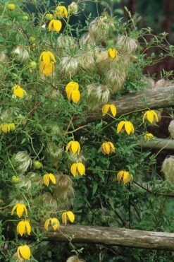 Tangutica Yellow Clematis - 1 Gallon Pot -Trees And Plants clematis tangutica 4
