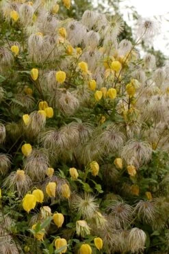 Tangutica Yellow Clematis - 1 Gallon Pot -Trees And Plants clematis tangutica flowers and seedheads