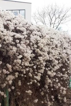 Tangutica Yellow Clematis - 1 Gallon Pot -Trees And Plants clematis tangutica seedheads winter