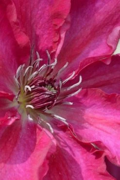 Garland Tekla Clematis - 1 Gallon Pot -Trees And Plants clematis tekla 1